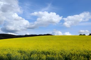 Kuinka rakennetaan vahva franchisingkonsepti